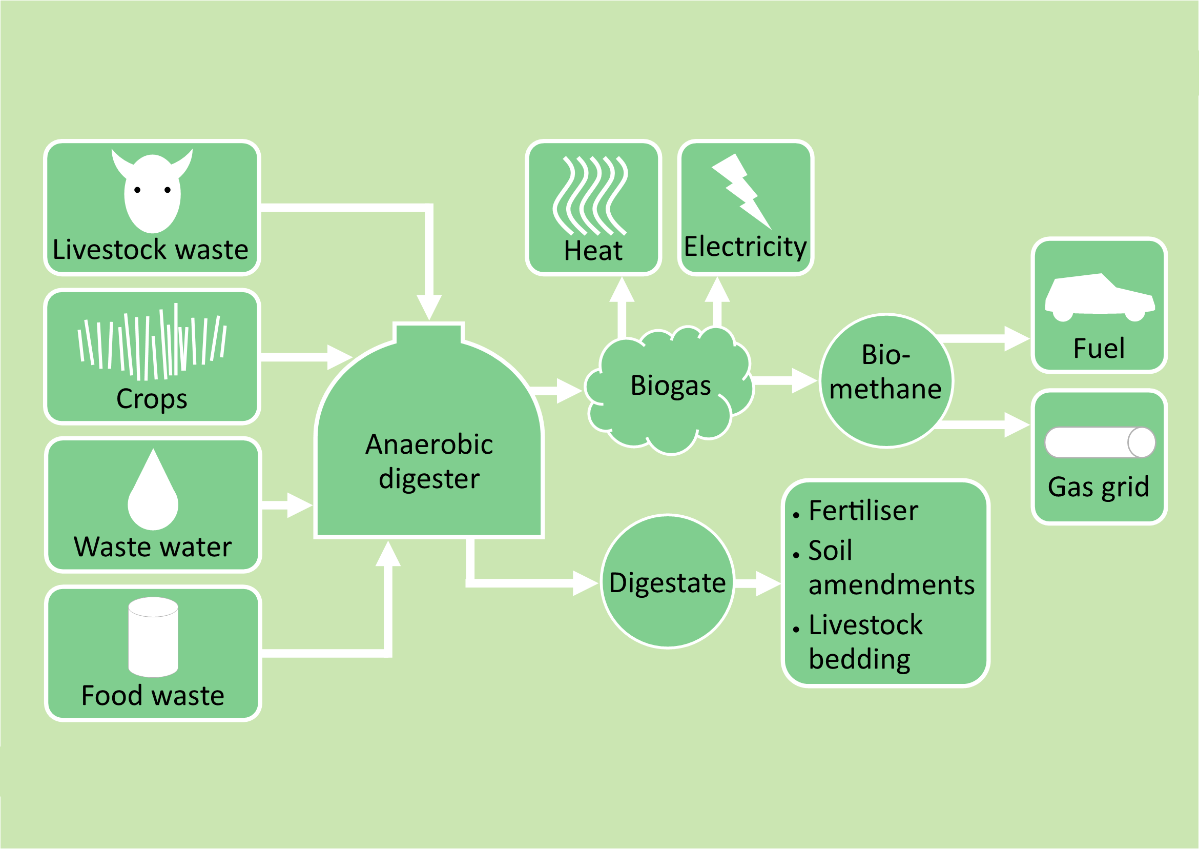 Livestock waste, crops, waste water and food waste are digester inputs. Outputs include biogas, which goes to heat and electricity generation, biomethane, which goes to fuel and the gas network, and digestate, which can be used as fertiliser, animal bedding and soil amendments.