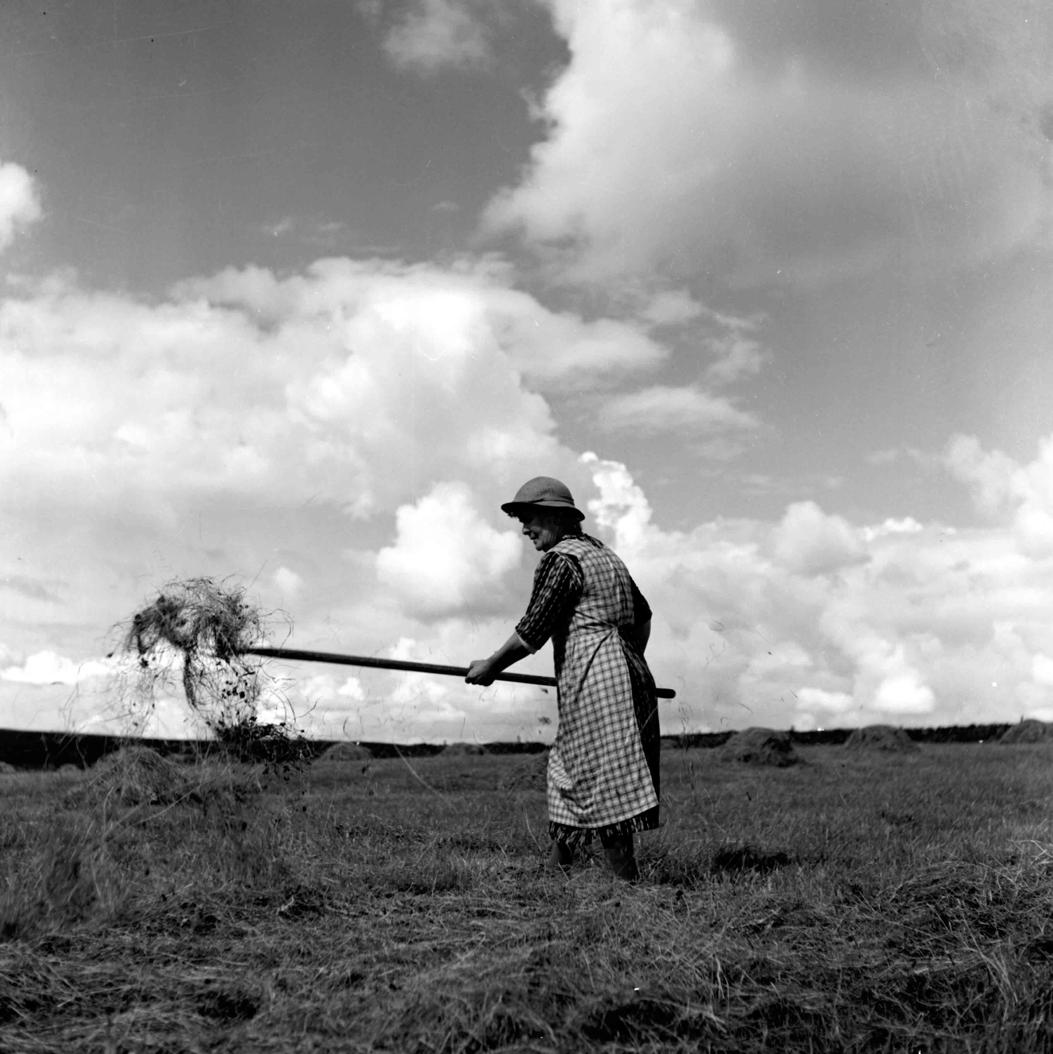 Mrs Simpson, haymaking at High Platts Farm, Summerbridge, undated. From the Bertram Unné photographic collection.