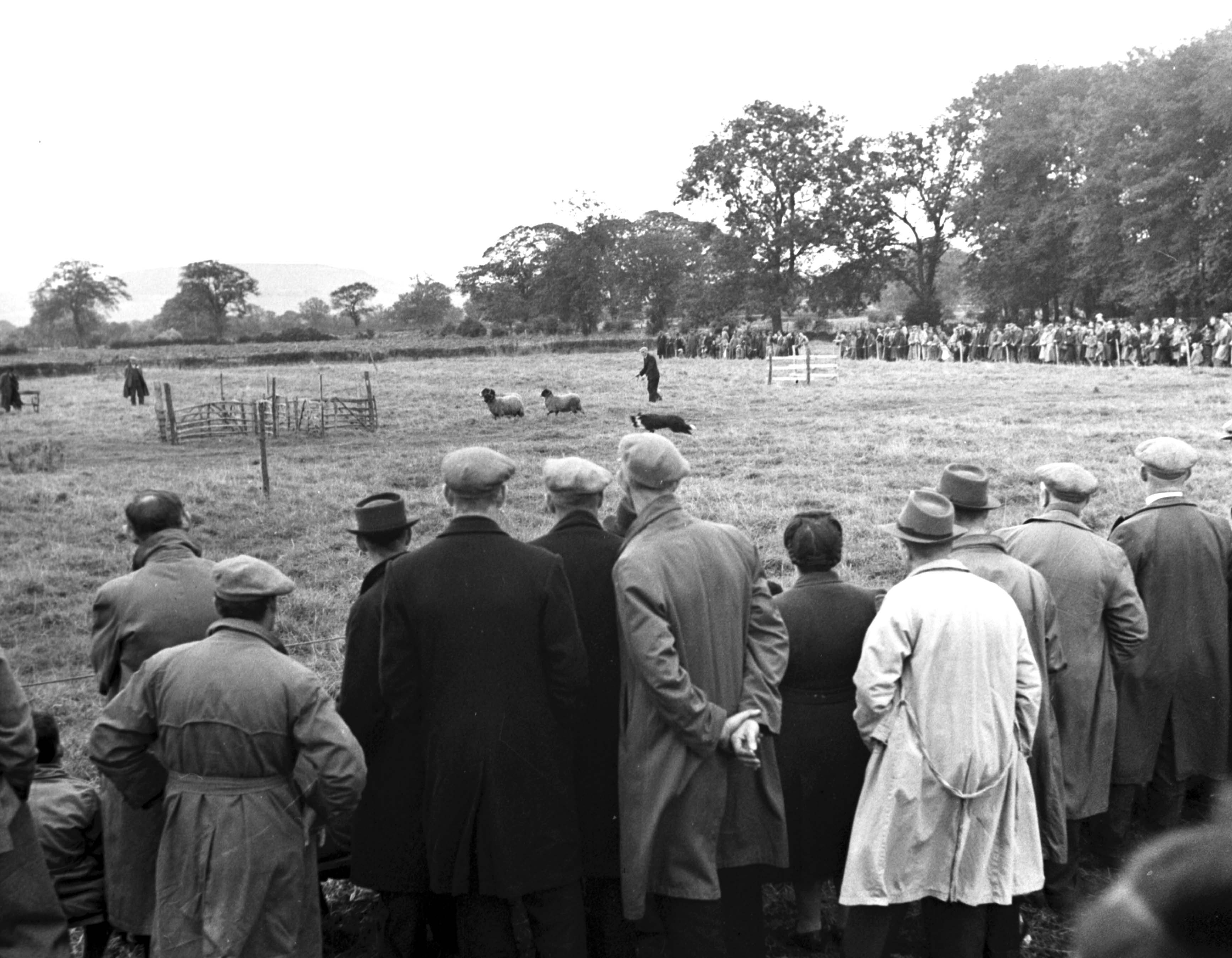 A crowd watches the sheep dog trials event at the 1946 Stokesley Show 