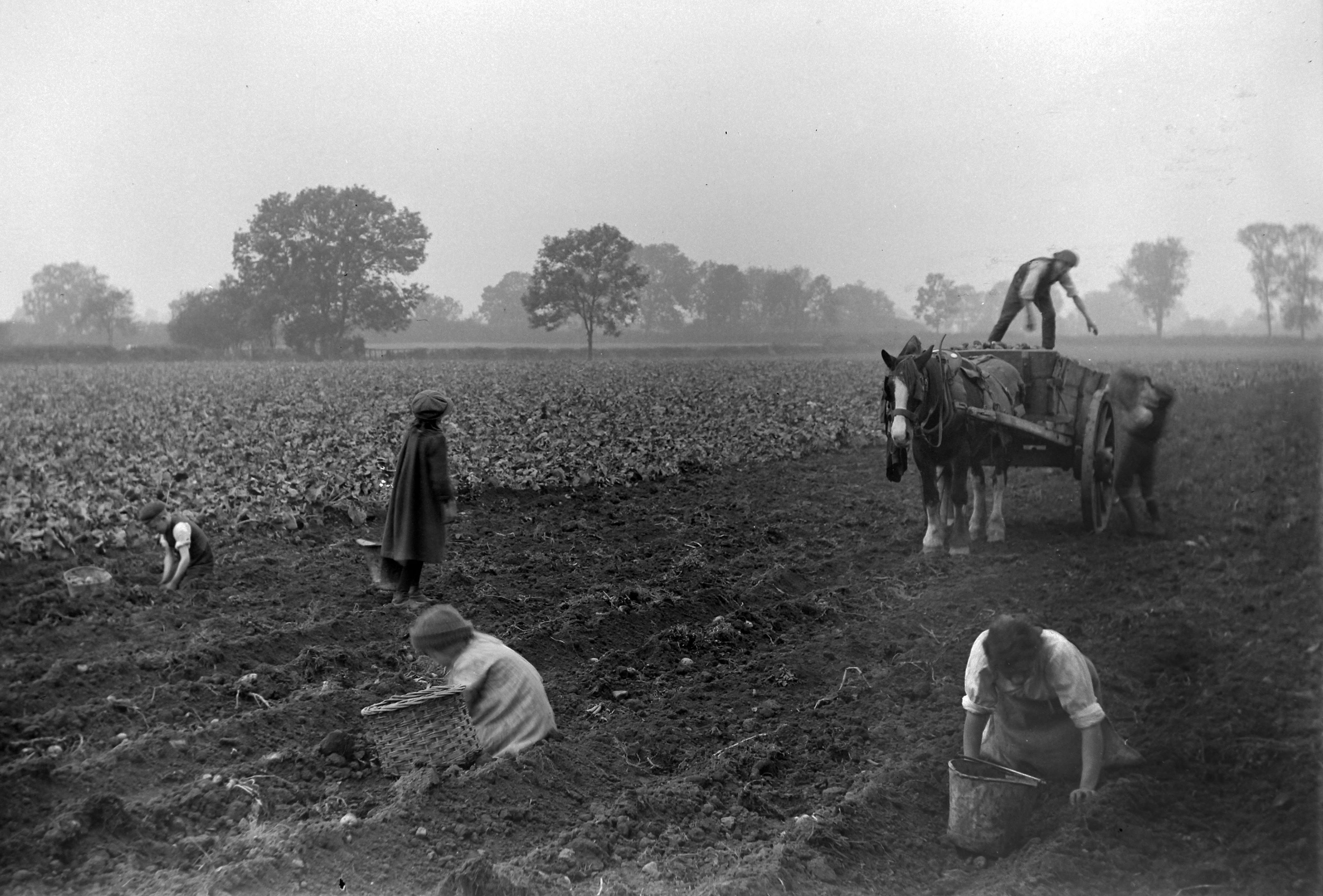 Potato ‘scratters’ (pickers), Dunsforth, 1915. From a collection of photographs by local amateur photographer Louisa Kruckenberg.