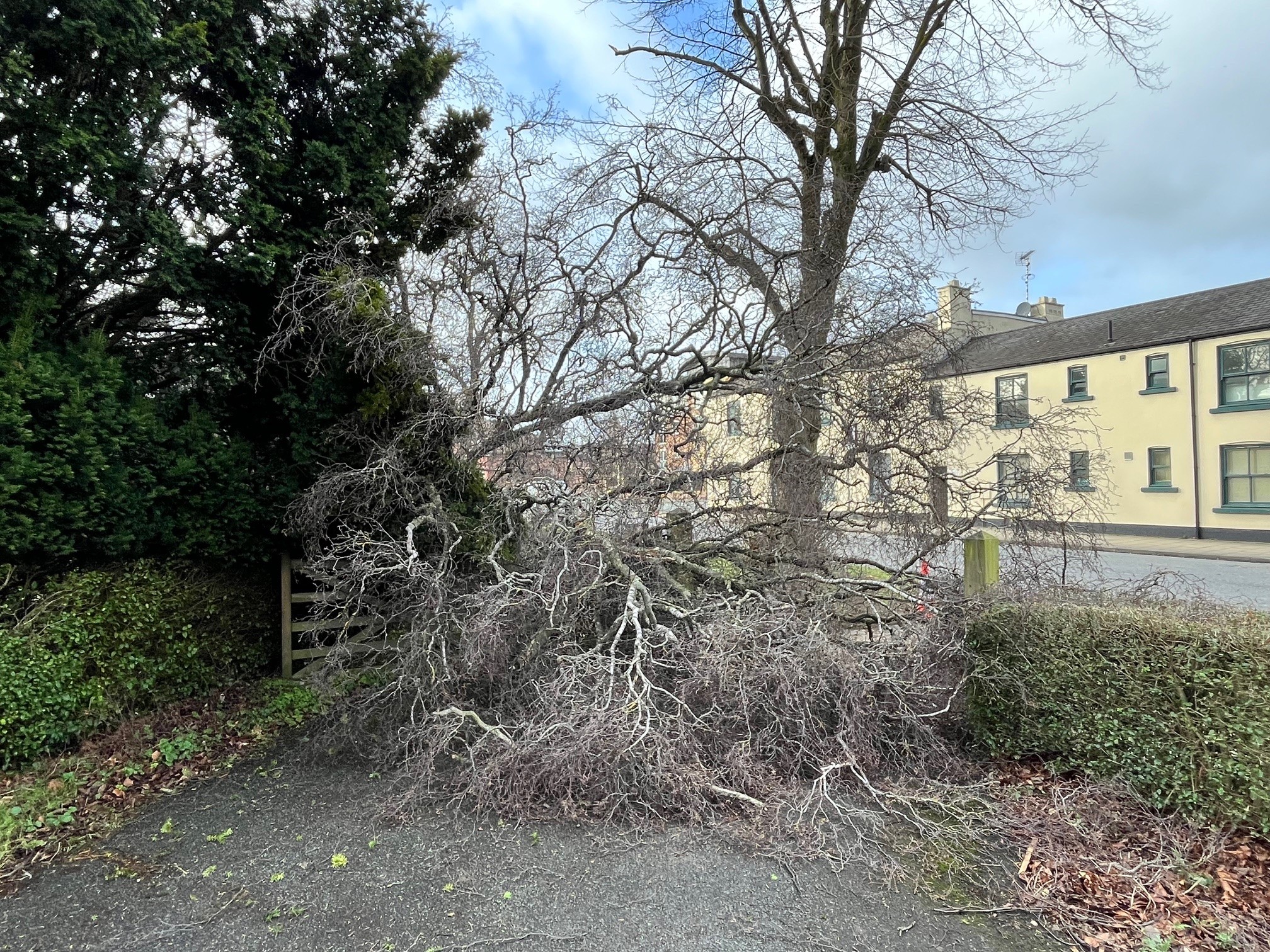 Fallen tree in Northallerton during Storn Eowyn