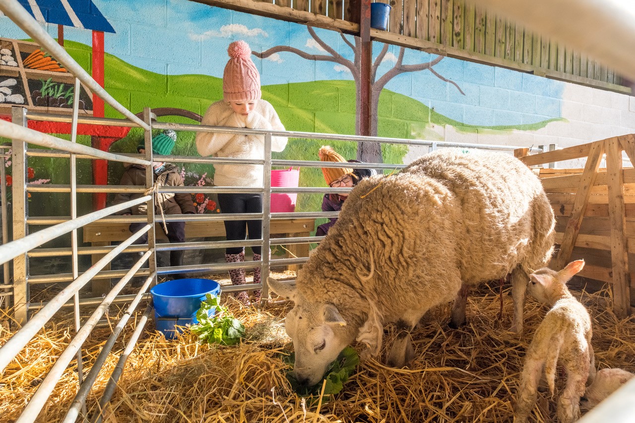 A young girl looking a a sheep 