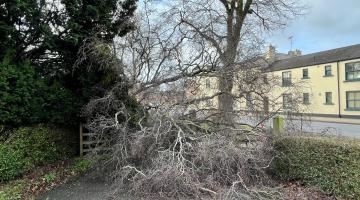 Fallen tree in Northallerton during Storn Eowyn