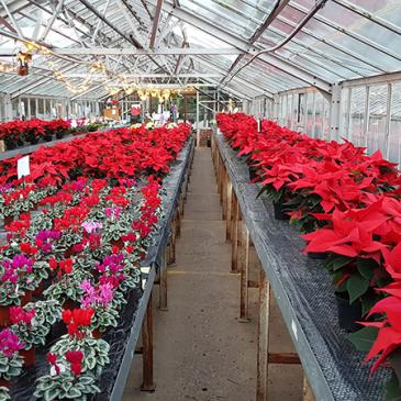 Red coloured bedding plants in a large commercial greenhouse