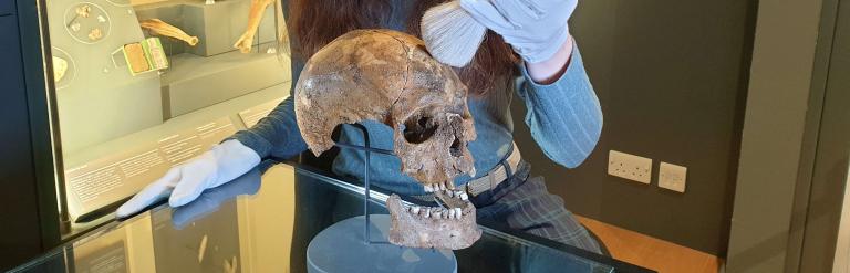 A skull at Craven museum