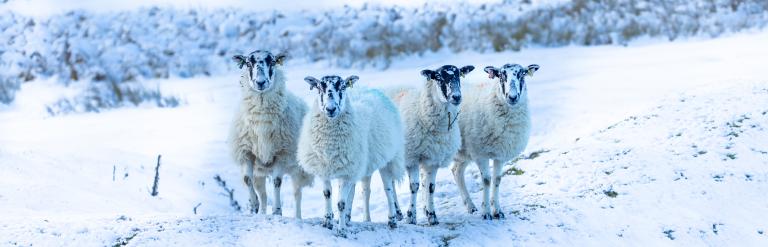 Sheep in the snow in North Yorkshire - Gettyimages